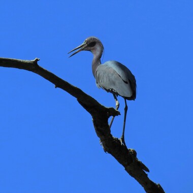 Little Blue Herons, which nest on Hoffman Island, south of the Verrazzano-Narrows Bridge, sometimes come to forage at Mount Loretto Unique Area. Photo: <a href="https://www.flickr.com/photos/92057307@N05/" target="_blank">Keith Michael</a>