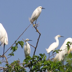 Great and Snowy Egrets in New York Harbor. Photo: Yigal Gelb