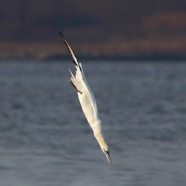 A Northern Gannet dives for fish by Conference House Park. Photo: <a href="https://www.flickr.com/photos/51819896@N04/" target="_blank">Lawrence Pugliares</a>