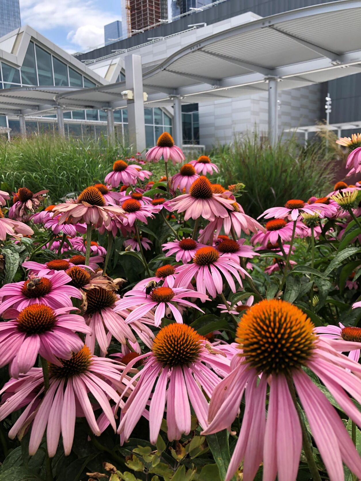 Can you find the native bumblebee and Two-Striped Grasshopper on this Purple Coneflower? They are among the hundreds of kinds of arthropods that have been observed on the Javits Center green roof. Photo: NYC Bird Alliance