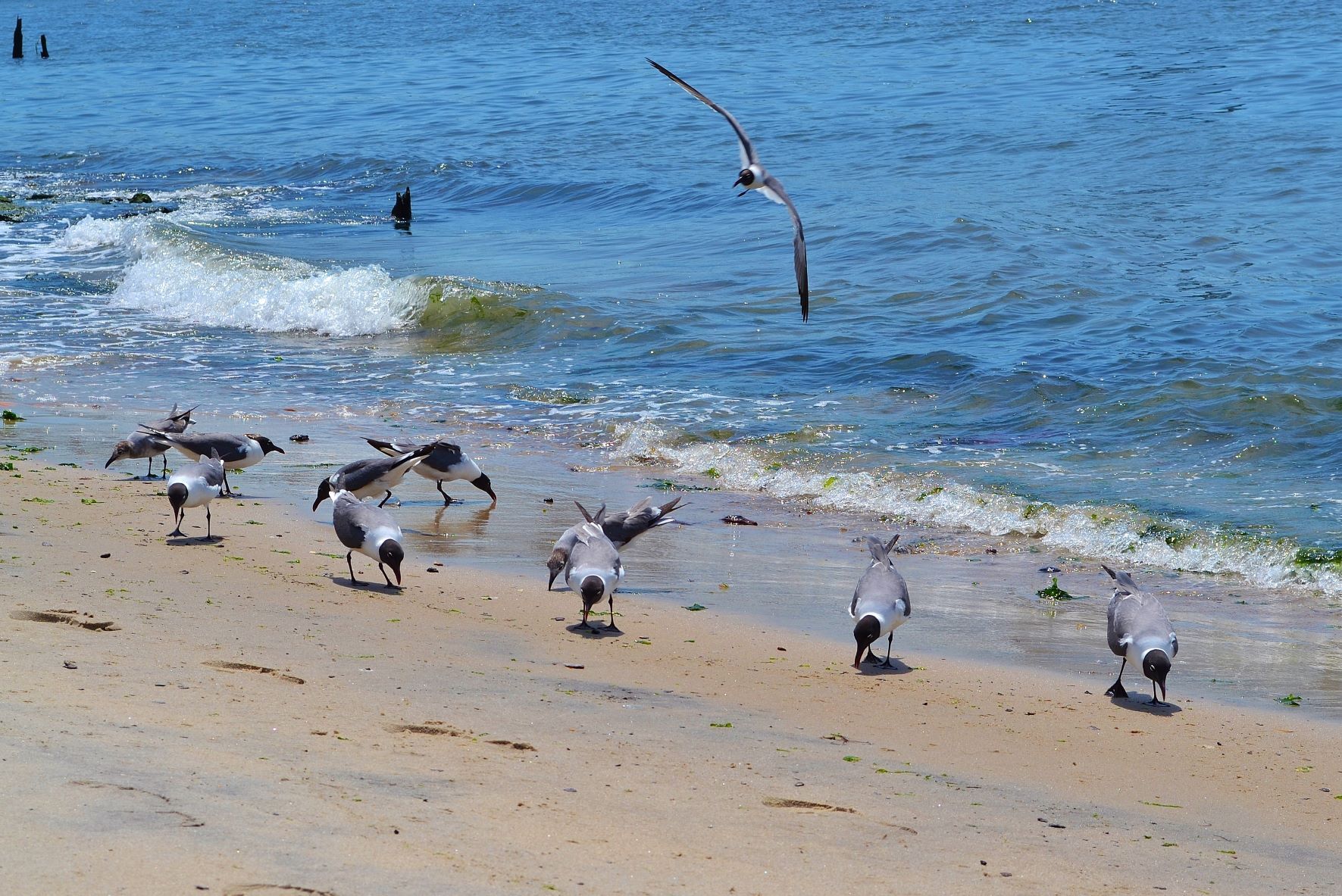 Laughing Gulls feed on Atlantic Horseshoe Crab eggs in Dead Horse Bay, Brooklyn. Photo: <a href="https://www.flickr.com/photos/76807015@N03/" target="_blank">Gigi Altarejos</a>