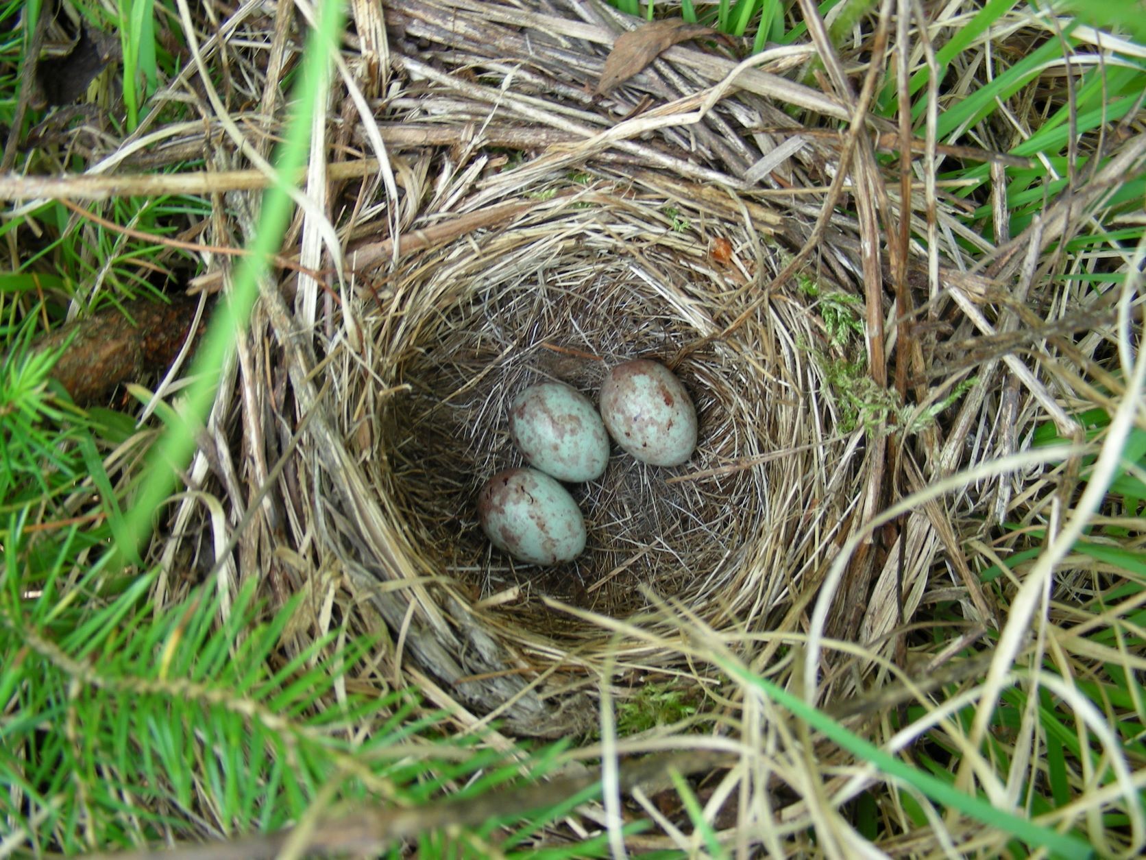 In the spring, the White-throated Sparrow stops through New York City on its way to breed across the northeastern U.S. and Canada, where it builds a grass-lined nest on or near the ground. Comprehensive bird-friendly design and Lights Out laws will give the millions of young sparrows that migrate south in the fall a better chance to return and raise their own families. Photo: Kent McFarland/CC BY-NC 2.0