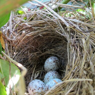 Song sparrows conceal their nests of grass, stems, and other plant fiber in the shrubby habitat of larger parks all over New York City. <a href="https://www.flickr.com/photos/78428166@N00/4825956804/" target="_blank" >Photo</a>: Tony Alter/<a href="https://creativecommons.org/licenses/by/2.0/" target="_blank" >CC BY 2.0</a>