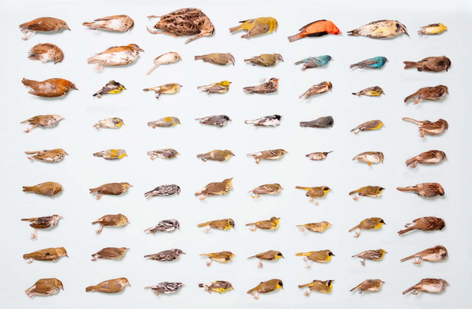 Since 1997, NYC Bird Alliance’s formal collision monitoring has documented collisions of 113 bird species. Photo: Sophie Butcher