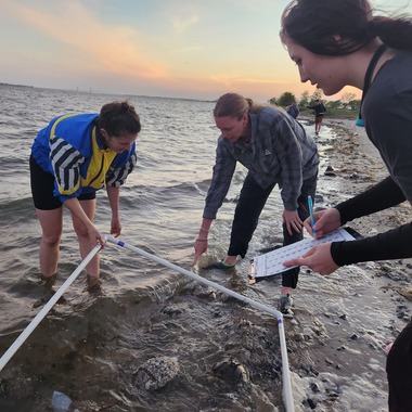 Volunteers count and record spawning Atlantic Horseshoe Crabs in Jamaica Bay. Photo: NYC Bird Alliance