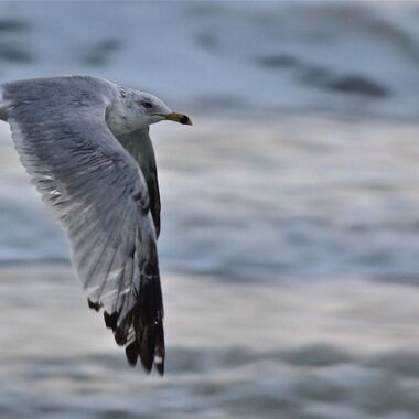 A Ring-billed Gull flies over the open water. Credit: Katherine Lee.