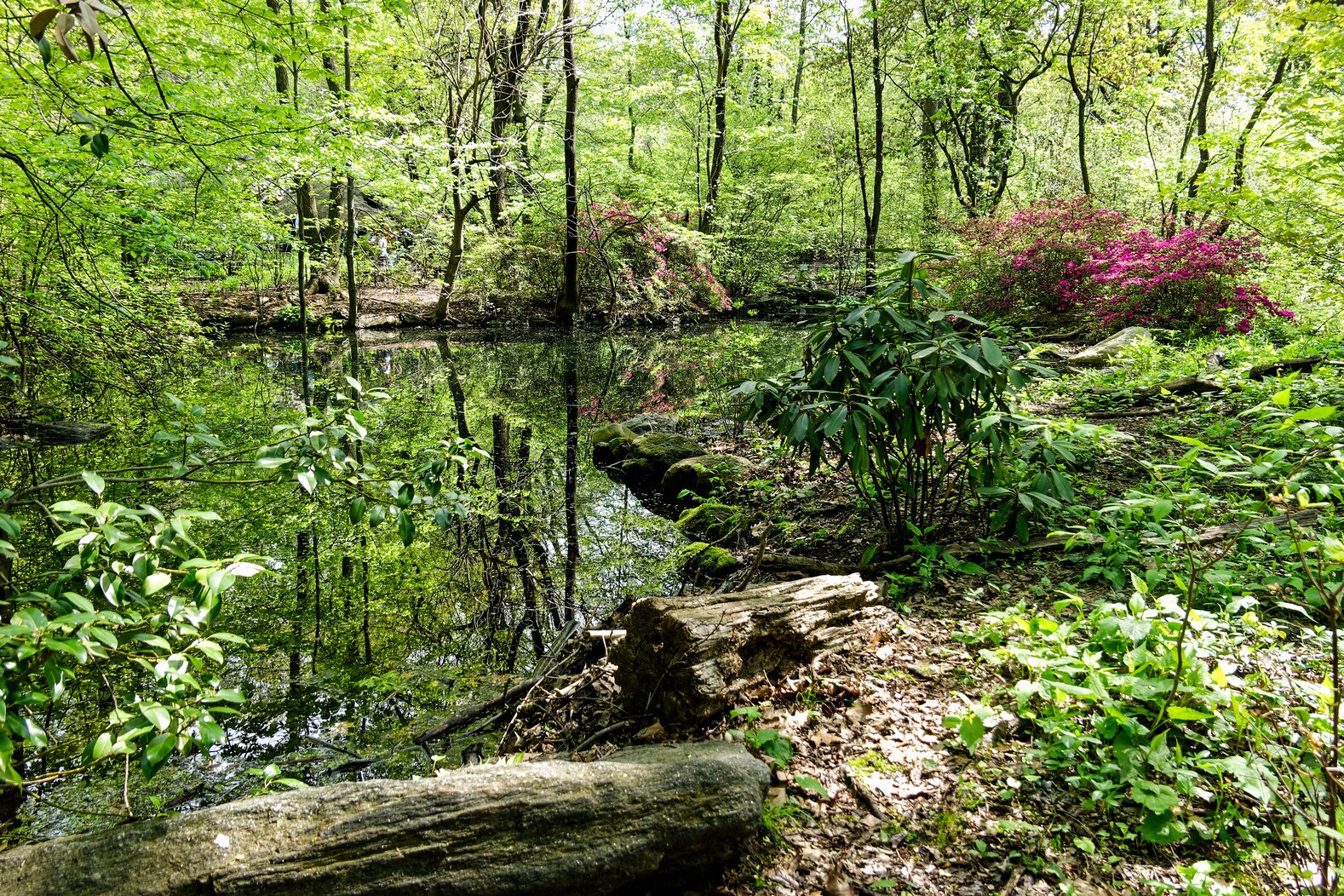 The Ramble’s Azalea Pond is often very active with warblers in April and May. Photo: Cornelis Verwaal