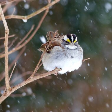 A White-throated Sparrow perches on a thin branch while puffed up to withstand snowy weather. Credit: Dawn Phillips.