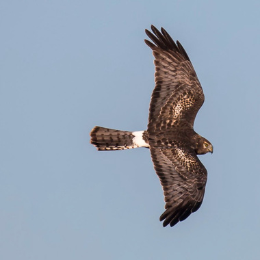 A female or young male Northern Harrier displays its white rump as it soars above Staten Island's Brookfield Park. Credit: Lawrence Pugliares