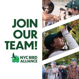 NYC Bird Alliance staff aboard the 2024 Sunset Eco Cruise. Photo: Jennifer Gonzeles