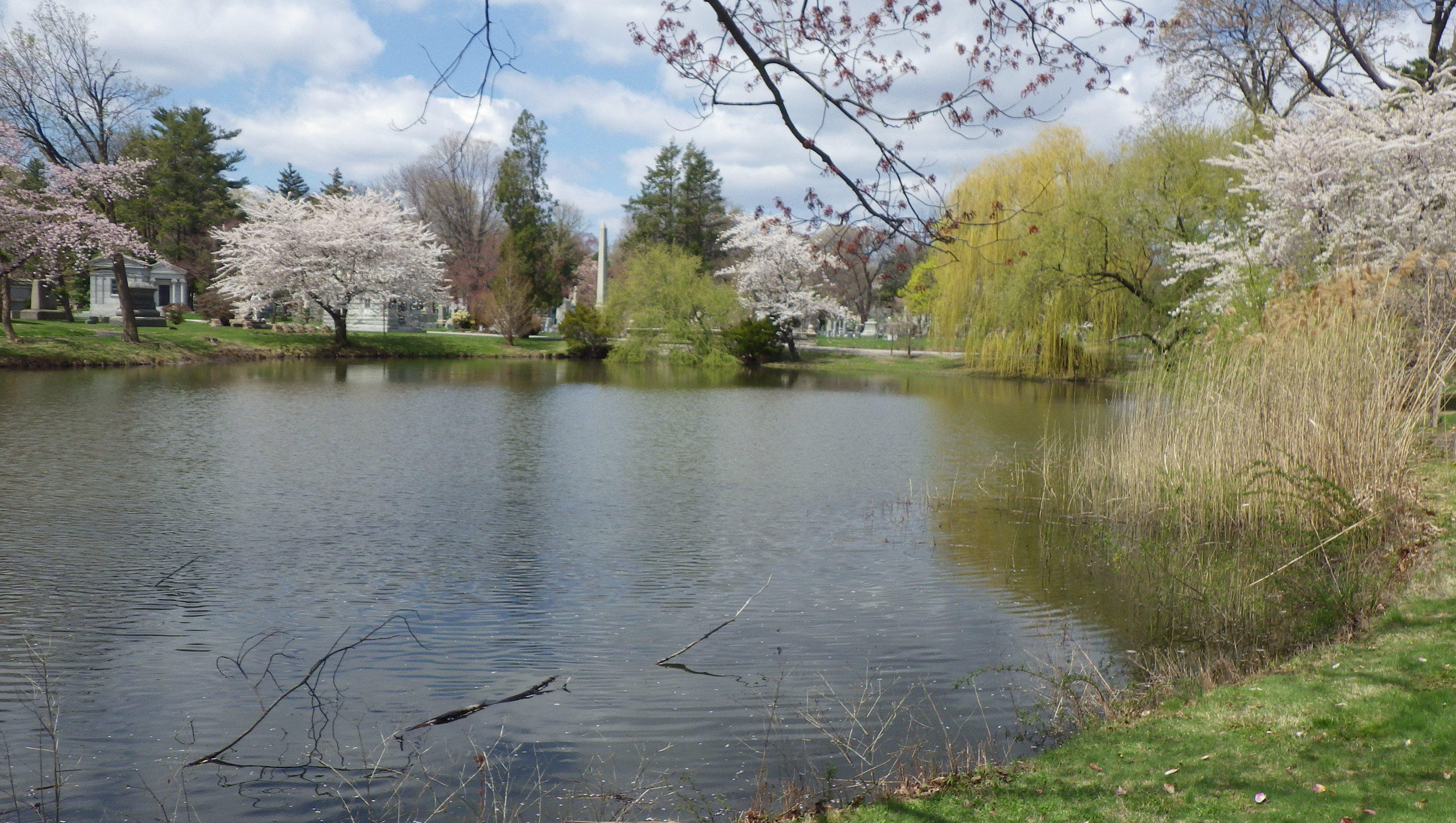 Woodlawn Cemetery’s grounds include an impressive arboretum and a lake where Great Blue Heron, Belted Kingfisher, and Wood Duck are often found. <a href="https://www.flickr.com/photos/catchesthelight/14280230270/" target="_blank">Photo</a>: BEV Norton/<a href="https://creativecommons.org/licenses/by-nc-nd/2.0/" target="_blank" >CC BY-NC-ND 2.0</a>