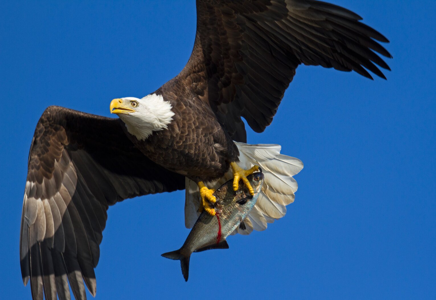 Bald Eagles can sometimes be seen from the Dyckman Street Pier, particularly in the wintertime. Photo: François Portmann