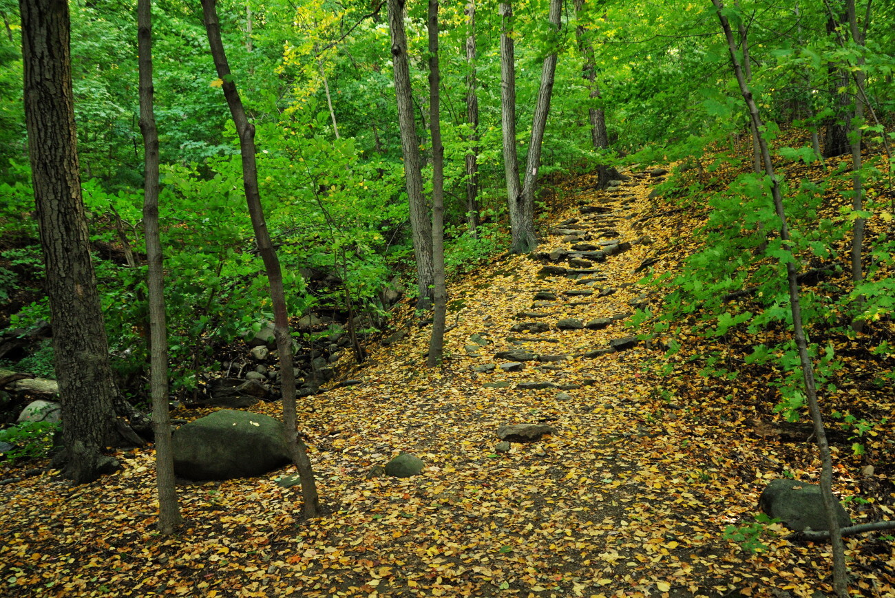 During migration, the tranquil woodlands of the John Muir trail may offer glimpses of woodland species such as Swainson’s Thrush, Chestnut-sided Warbler, and Yellow-throated Vireo. <a href="https://www.flickr.com/photos/horsepunchkid/15501328365/" target="_blank">Photo</a>: Steven Severinghaus/<a href="https://creativecommons.org/licenses/by-nc-sa/2.0/" target="_blank" >CC BY-NC-SA 2.0</a>