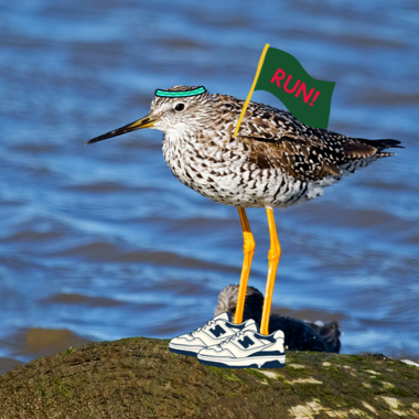 A Greater Yellowlegs sporting running sneakers and a sweatband. Graphic by NYC Bird Alliance