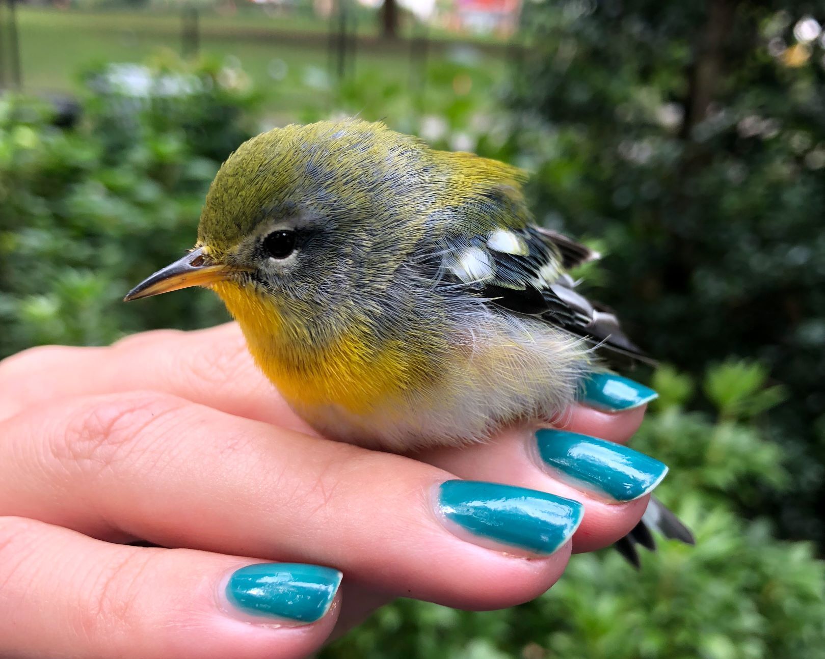 An injured Northern Parula warbler is rescued by a Project Safe Flight volunteer. Photo: NYC Bird Alliance