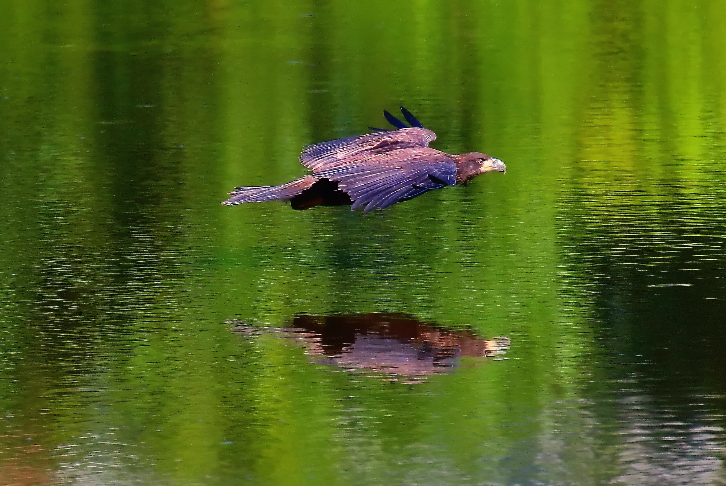 An immature Bald Eagle in Staten Island’s Mount Loretto Unique Area. Photo: Lawrence Pugliares