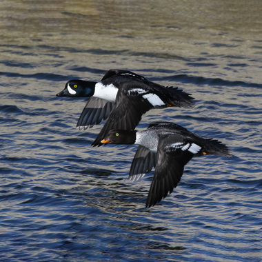 The waters around Pelham Bay Park are one of the likeliest habitats in the City to find the rare Barrow's Goldeneye. <a href="https://www.flickr.com/photos/40928097@N07/49397488141/" target="_blank">Photo</a>: Tom Benson/<a href="https://creativecommons.org/licenses/by-nc-nd/2.0/" target="_blank" >CC BY-NC-ND 2.0</a>