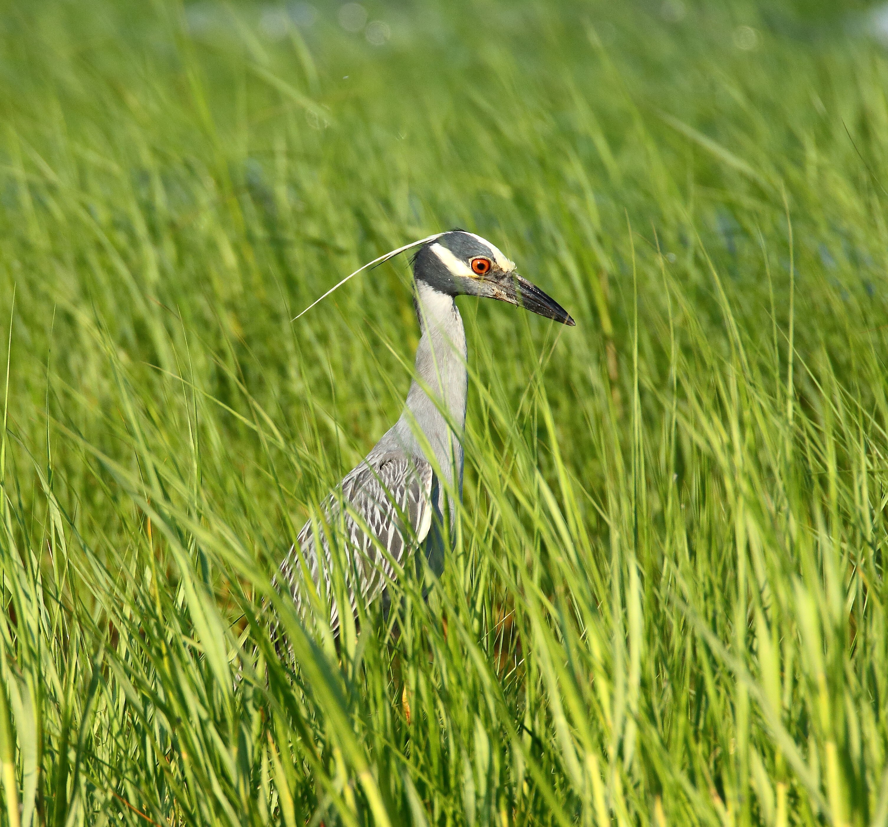 Yellow-crowed Night-Herons come to hunt at Bayswater Point State Park.Photo: <a href="https://www.flickr.com/photos/120553232@N02/" target="_blank">Isaac Grant</a>