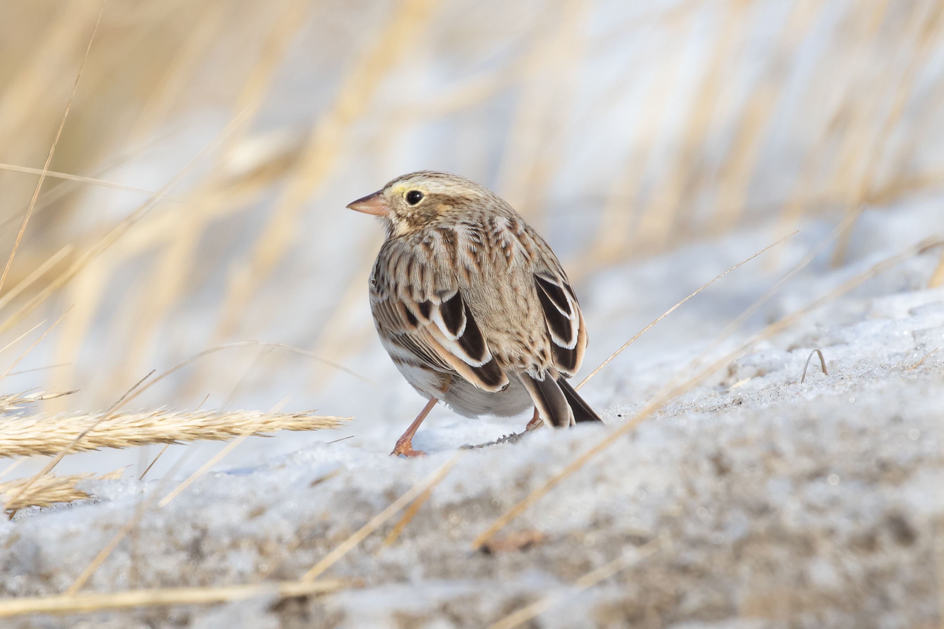 Edgemere is a good spot to find migrants like the "Ipswich" Savannah Sparrow. Savannah Sparrows also nest here. Photo: <a href="https://www.flickr.com/photos/144871758@N05/" target="_blank">Ryan F. Mandelbaum</a>