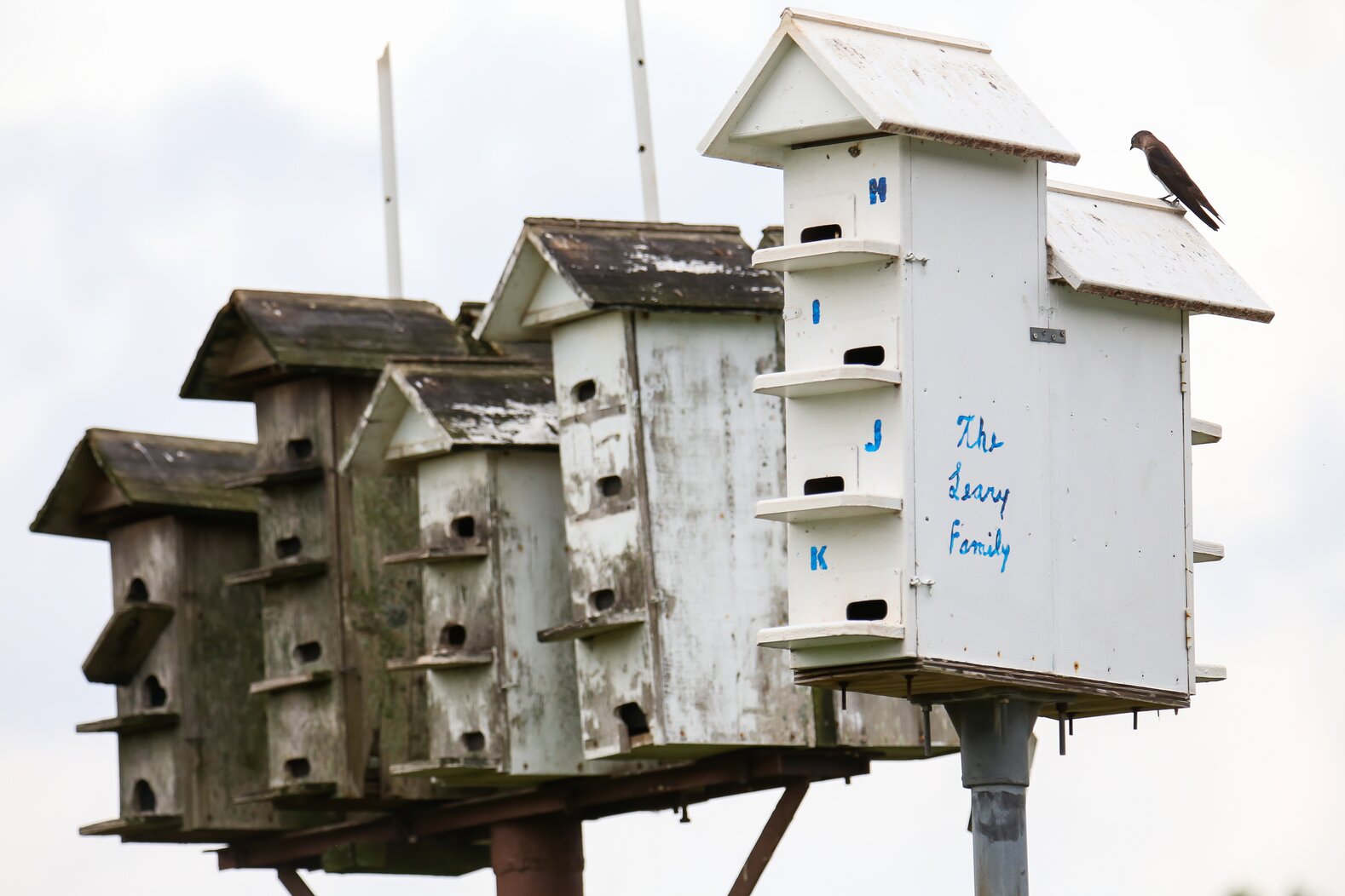 A varied assortment of dwellings house the Purple Martins of Lemon Creek Park. Photo: <a href="https://www.flickr.com/photos/92057307@N05/" target="_blank" >Keith Michael</a>