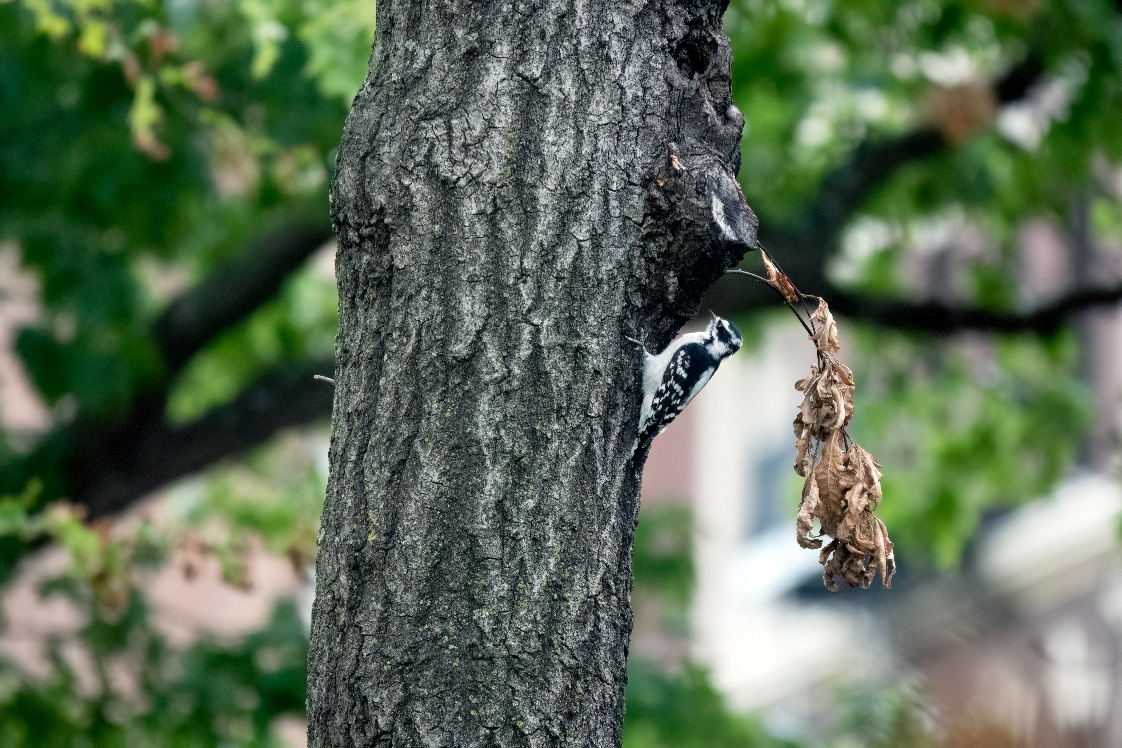 Downy Woodpecker photographed using Broadway Mall habitat. Photo: Michelle Talich/NYC Bird Alliance