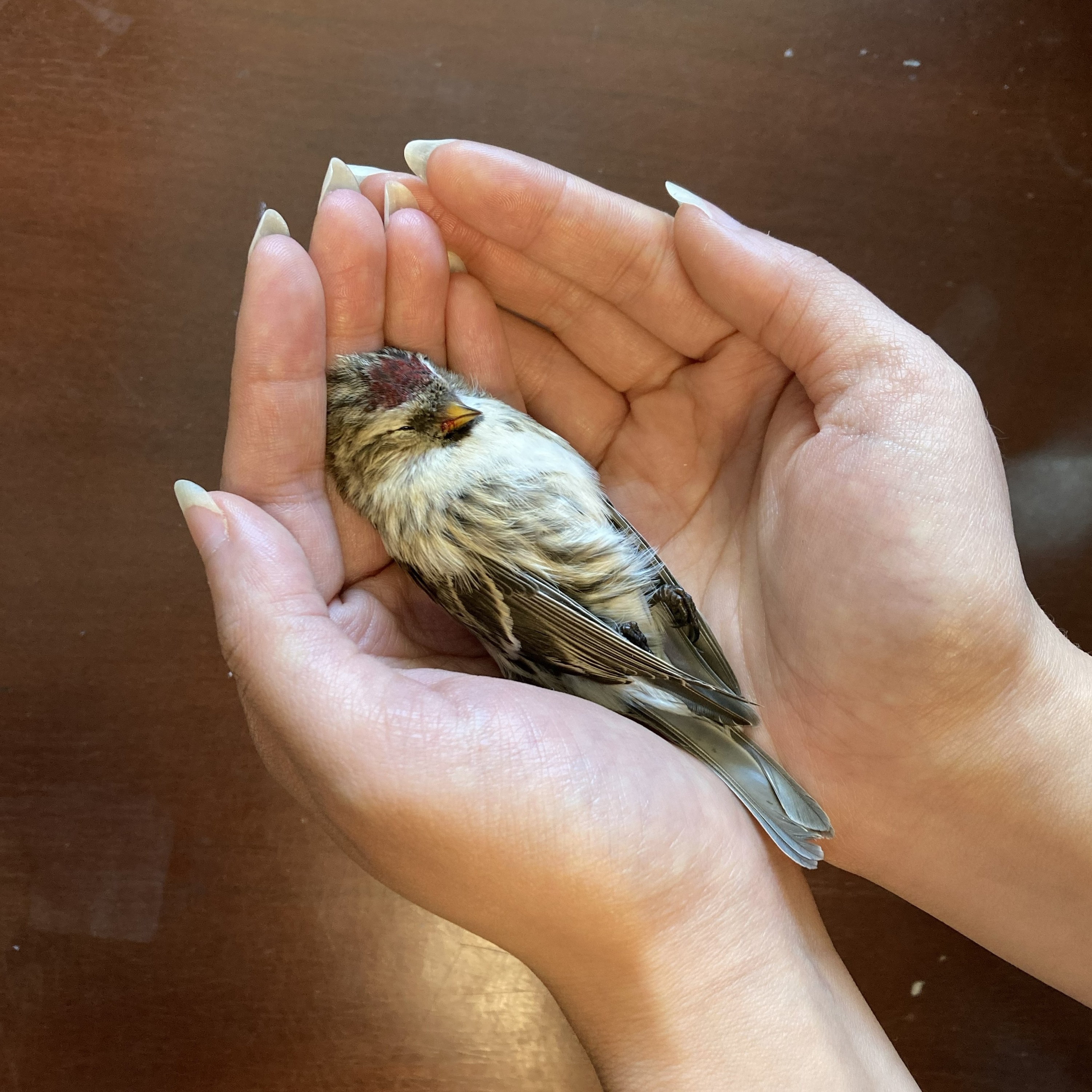 A dead Redpoll, killed by a window collision in New York City. Photo: NYC Bird Alliance