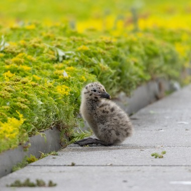 A Herring Gull chick that hatched on the Javits green roof. PC: Christine Cieslak.