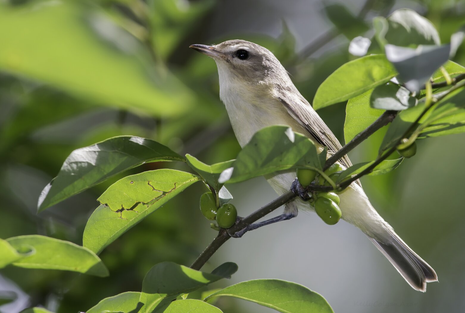 Listen for the Warbling Vireo’s liquid song on Randall’s Island during nesting season. Photo: Kelly Colgan Azar/CC BY-ND 2.0