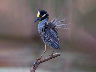 Yellow-crowned Night-Heron. Photo: François Portmann