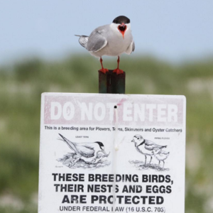 This Common Tern adds emphasis to the sign below prohibiting beachgoers from entering tern, plover, and oystercatcher nesting grounds at Nickerson Beach, Long Island. Photo: Debra Kriensky
