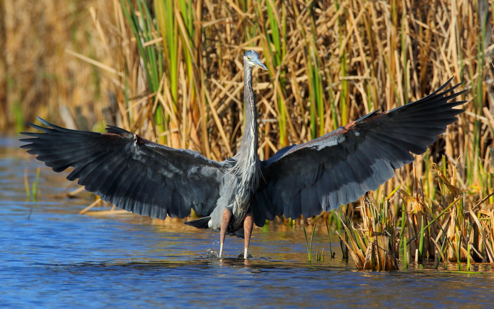 A Great Blue Heron in the Snug Harbor tidal pond. Photo: <a href="https://www.flickr.com/photos/120553232@N02/" target="_blank" >Isaac Grant</a>