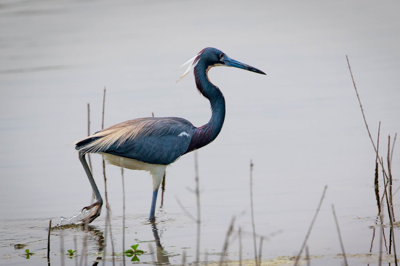 Tricolored Heron nests on islands near Spring Creek Park. Photo: Richard Fried
