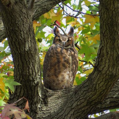 Great Horned Owls are found many winters in wooded areas like Central Park and Inwood Hill Park. Photo: Dennis Church Flickr CC