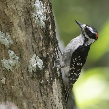 Downy Woodpeckers are always a terrific find and can be seen on most hikes in forested areas like Prospect Park. Photo: Andy Reago & Chrissy McClarren / Flickr CC