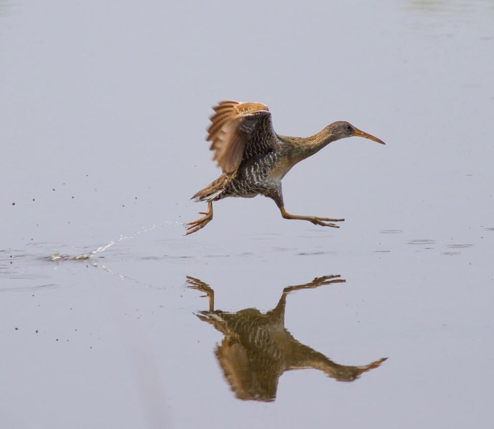 A Clapper Rail runs for cover in Pelham Bay Park’s Turtle Cove. The secretive species breeds in the park.  Photo: <a href="http://www.cityislandbirds.com" target="_blank">Jack Rothman</a>