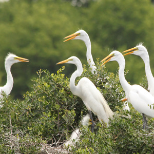 Great Egrets. Photo: Robin Fox/Audubon Photography Awards