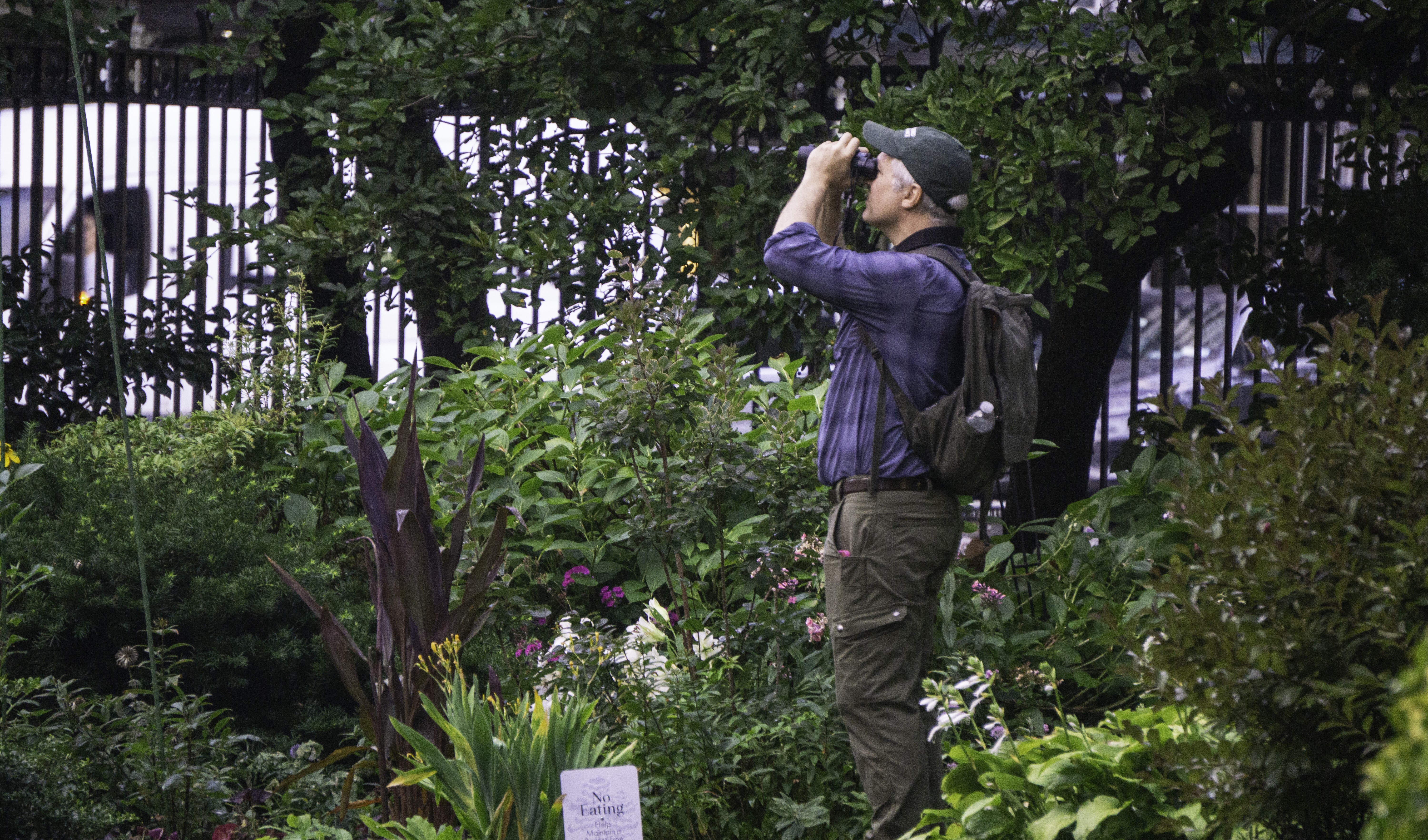 Urban Biodiversity Specialist Tod Winston surveys Jefferson Market Garden in the early ours. Photo: NYC Bird Alliance