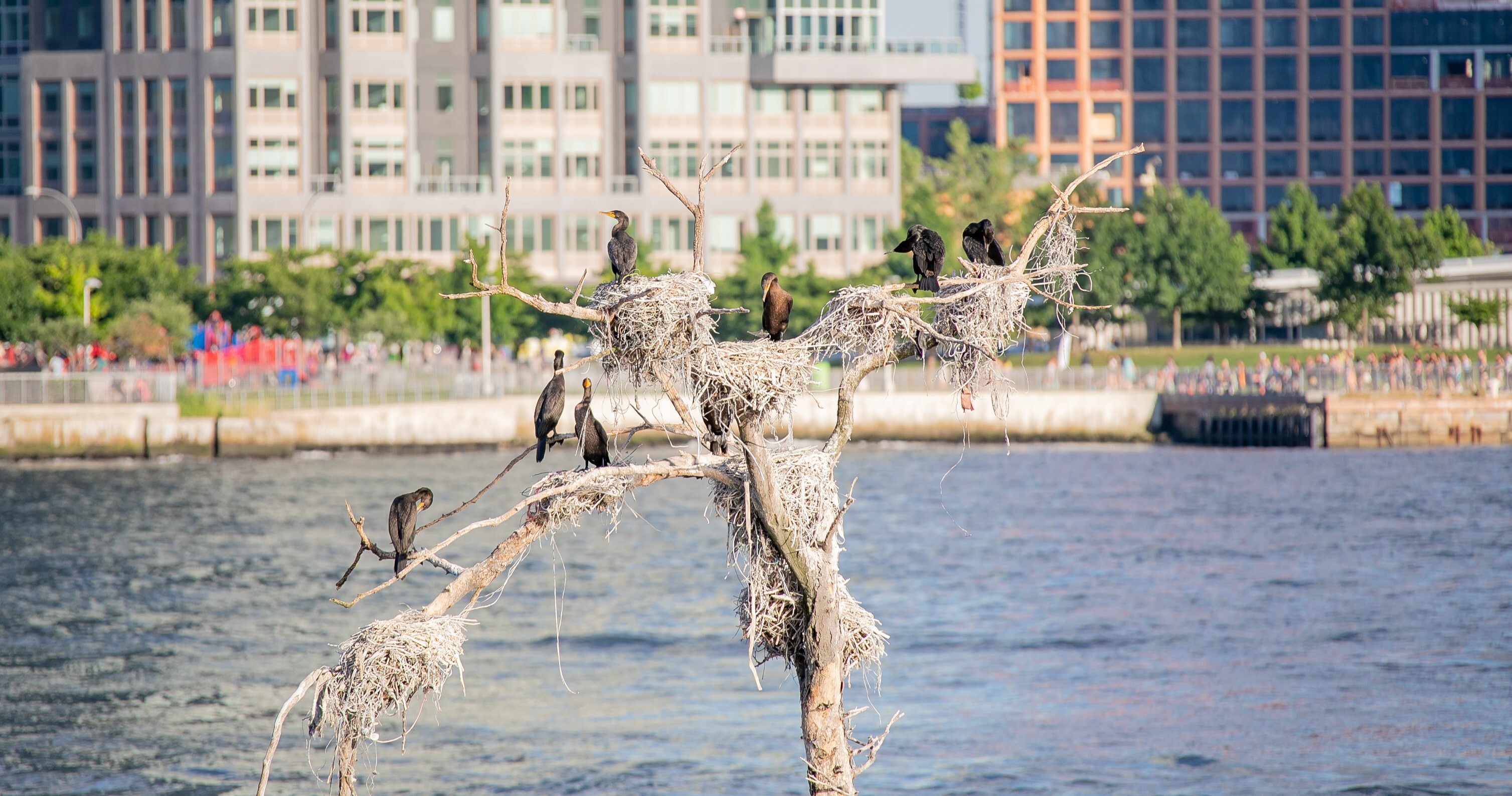 A flock of Double-crested Cormorants nest in a tree on an East River island. Photo: Cyrus Gonzeles