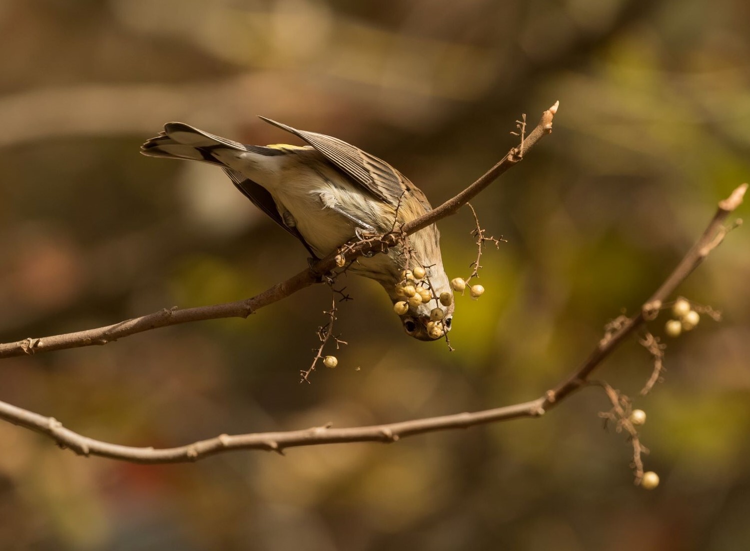 A drab winter Yellow-rumped Warbler finishes off some lingering Poison Ivy berries. Photo: Karen Brown/Audubon Photography Awards