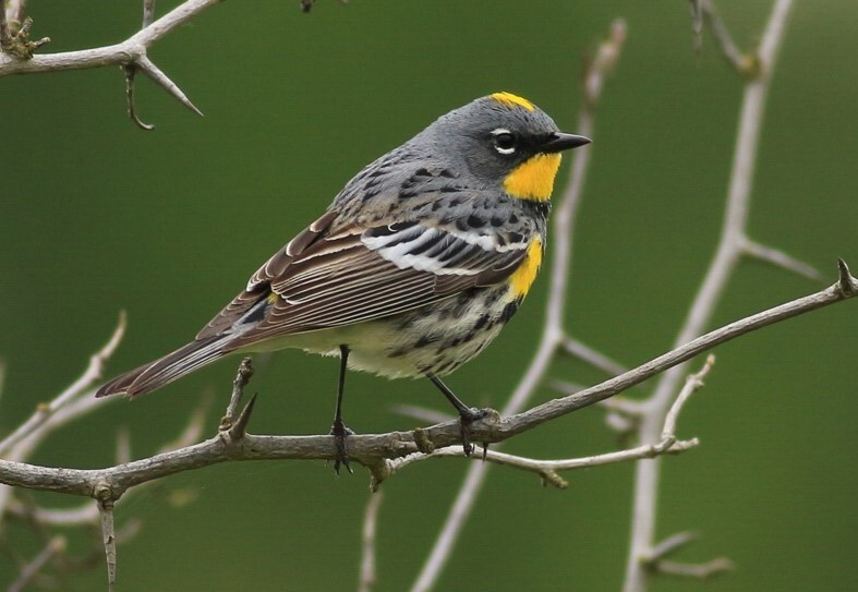A male western "Audubon’s" Yellow-rumped Warbler shows its yellow throat. Photo: Jeff Wind/Audubon Photography Awards