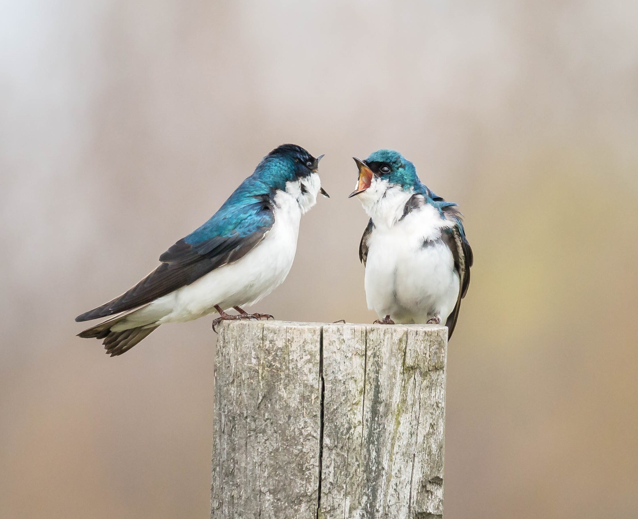Tree Swallows negotiate territory boundaries in Mount Loretto Unique Area. Photo: <a href="https://www.flickr.com/photos/51819896@N04/" target="_blank">Lawrence Pugliares</a>