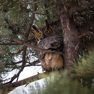 Great Horned Owls are year-round residents in Van Cortlandt Park, nesting in the late winter and early spring. Photo: François Portmann