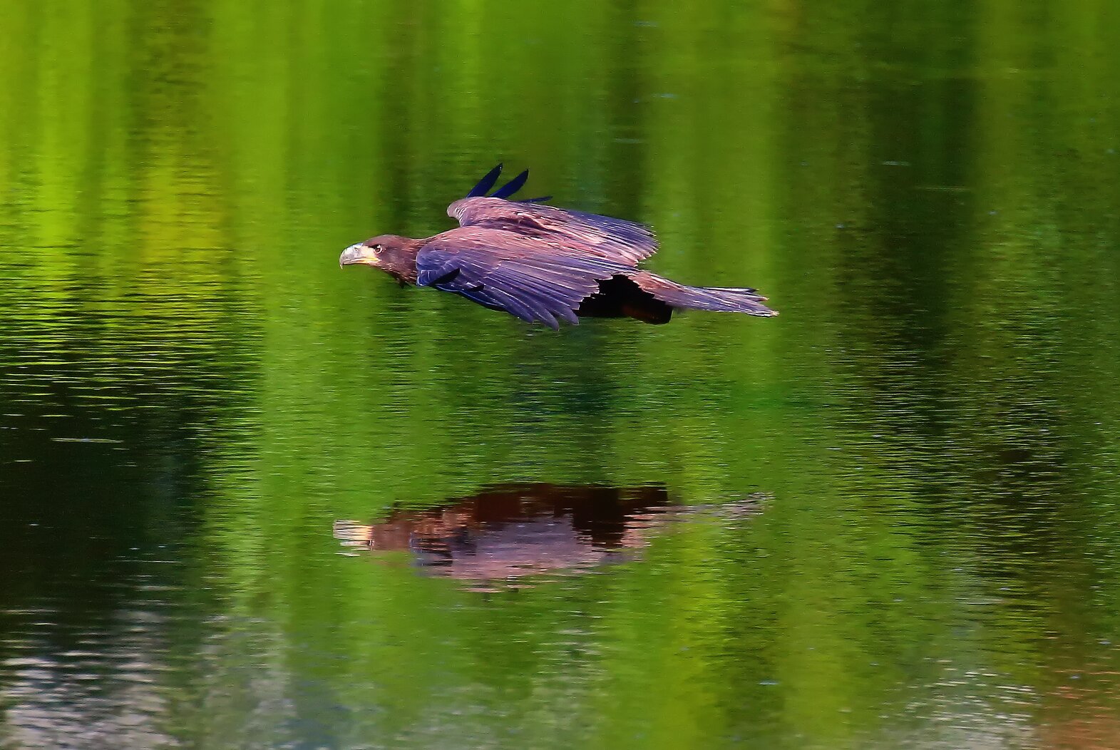 A young Bald Eagle in Mount Loretto. Photo: Lawrence Pugliares