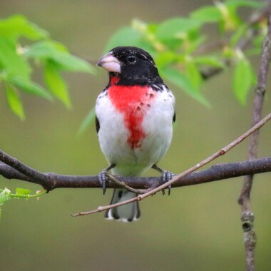 The robin-like song of the Rose-breasted Grosbeak may be heard in the woodlands of Van Cortlandt Park. Photo: Mark Moschell/CC BY-NC 2.0