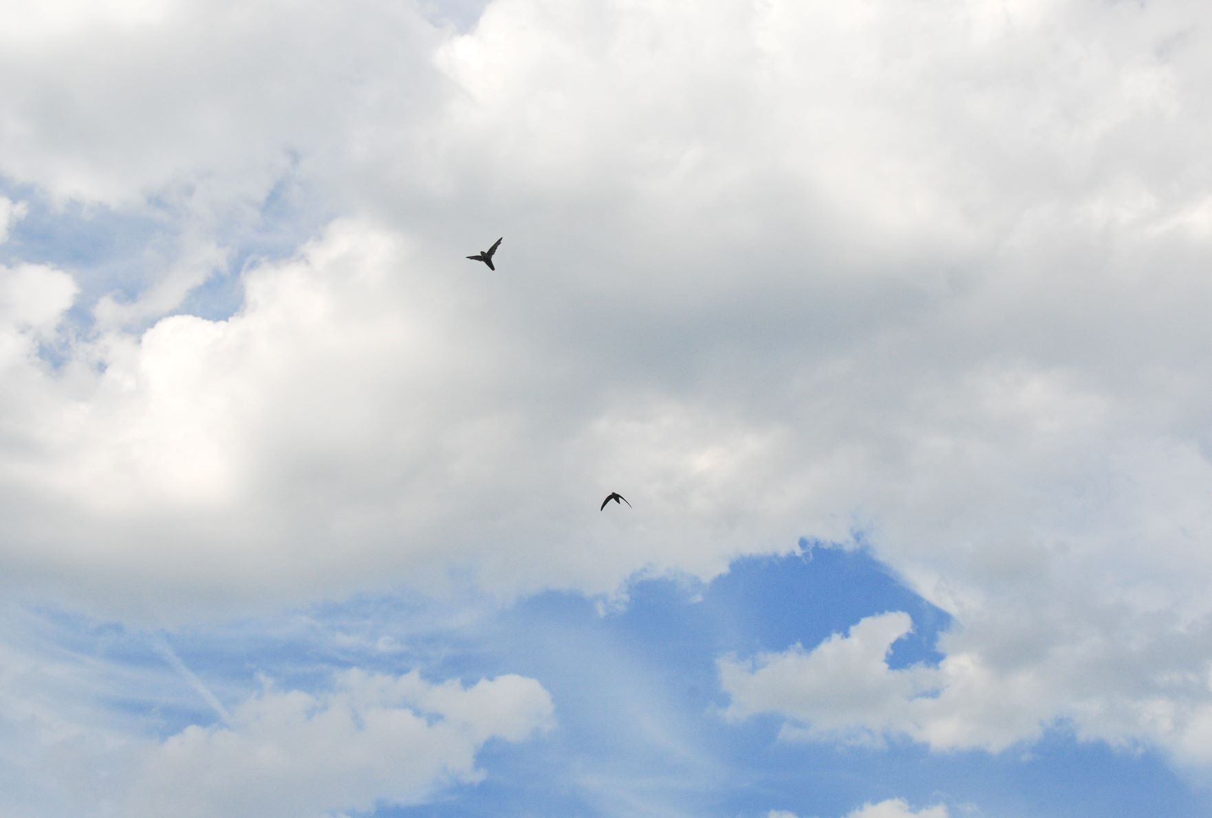 The high twittering of Chimney Swifts often alerts one to their presence, high in the sky above. <a href="https://www.flickr.com/photos/districtinroads/14555844597/" target="_blank">Photo</a>: John Leszczynksi/<a href="https://creativecommons.org/licenses/by-sa/2.0/" target="_blank" >CC BY-SA 2.0</a>