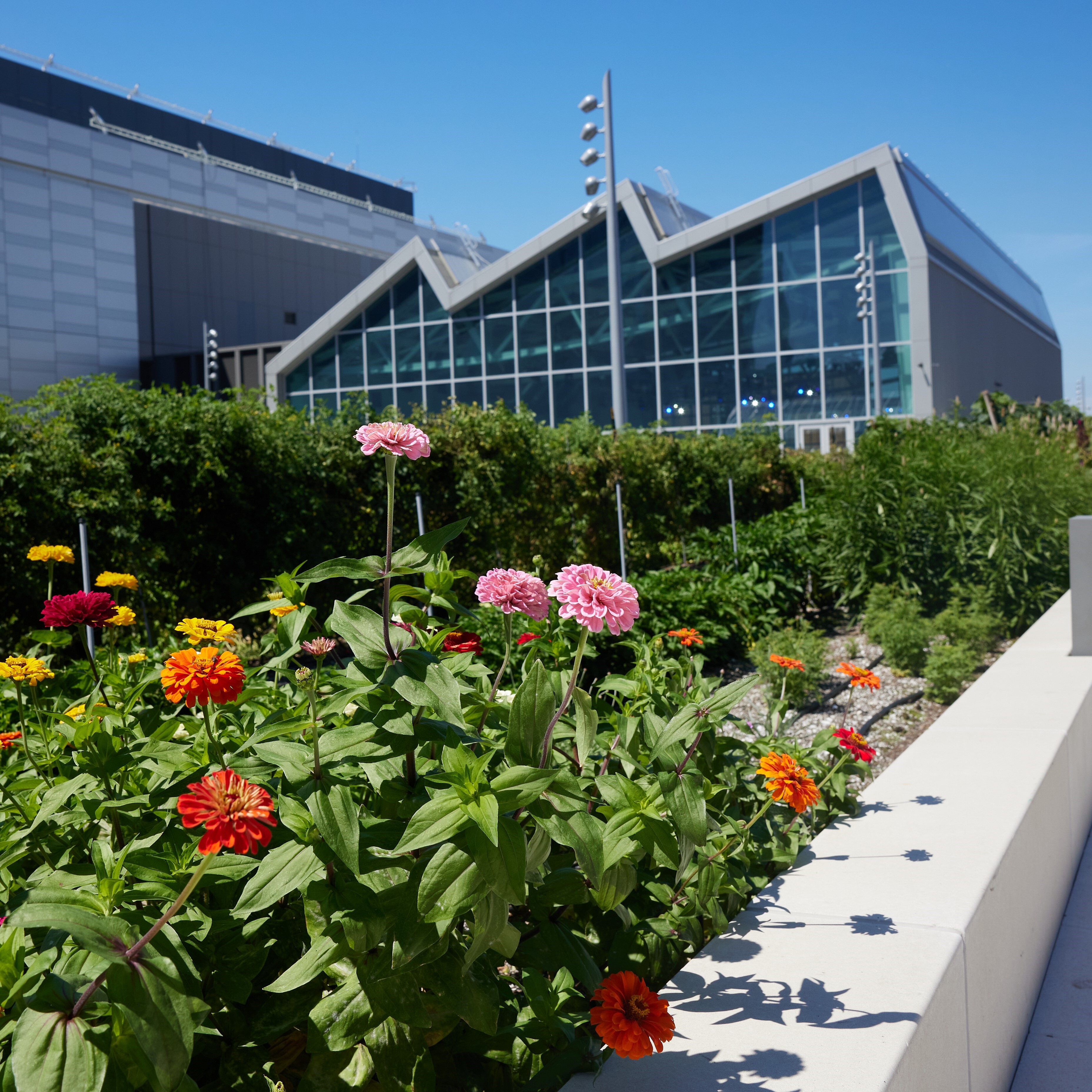 Javits Center's Green Roof spans almost seven acres. Photo: Argenis Apolinario