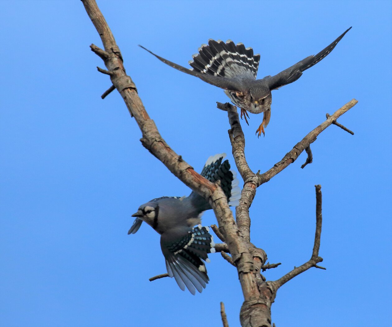 A Merlin and a Blue Jay encounter one another in Conference House Park. Photo: Lawrence Pugliares
