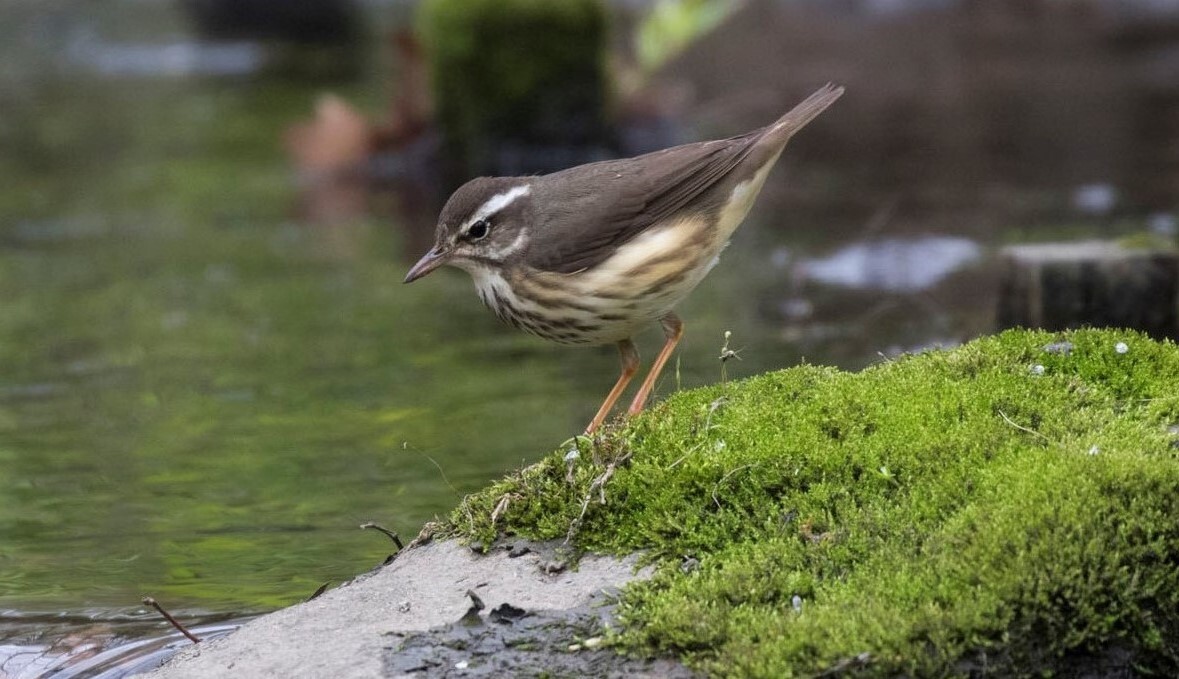 Central Park’s beautiful Loch is a good place to find southward-bound Louisiana Waterthrushes, in late July through August. Photo: François Portmann