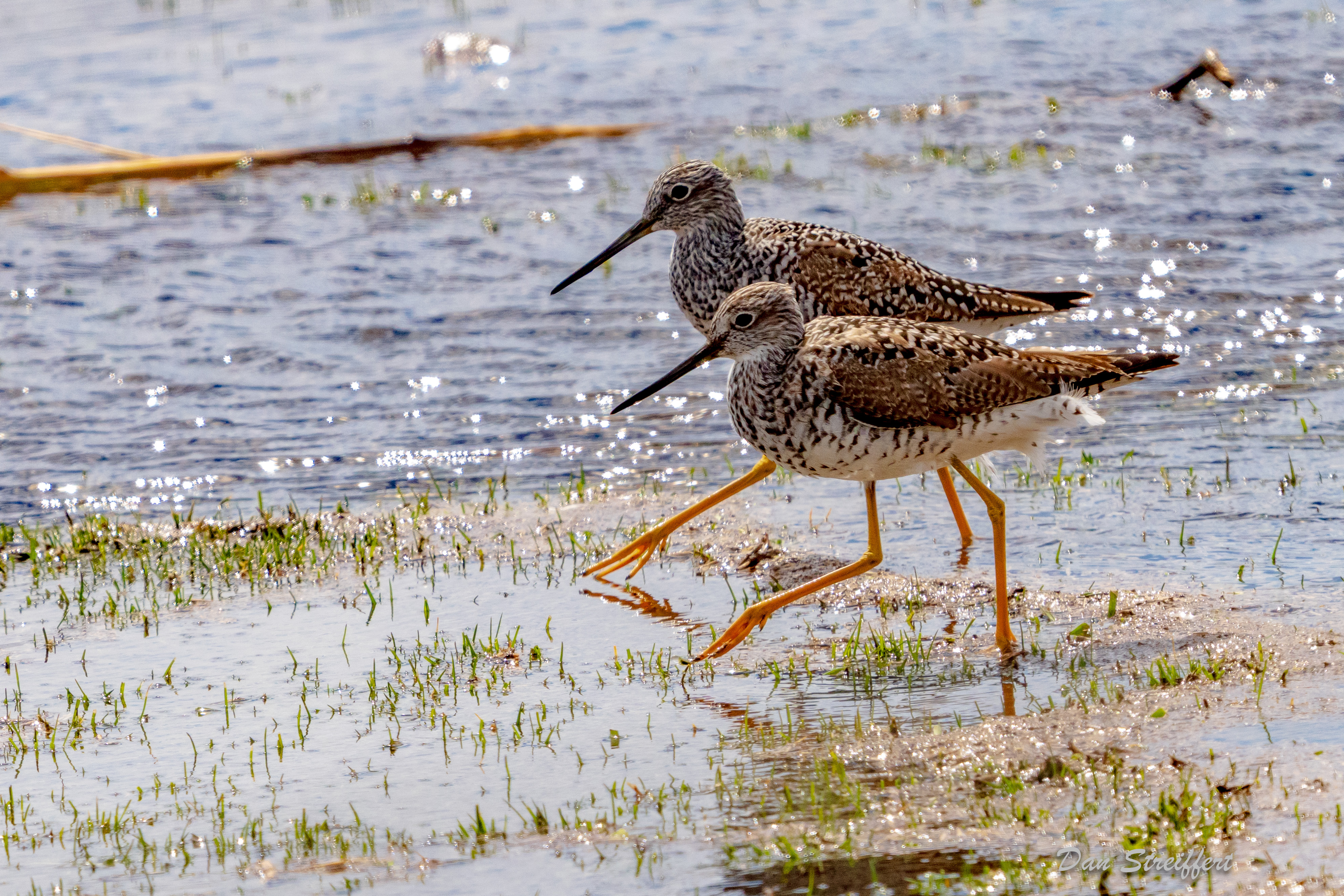 Pair of Greater Yellowlegs / Dan Streiffert