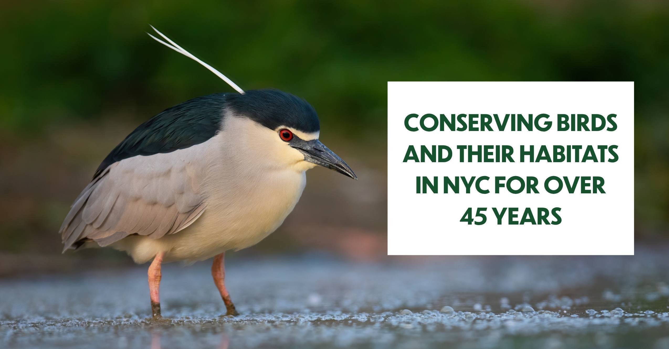 Black-crowned Night Heron. Photo: Marc/AdobeStock